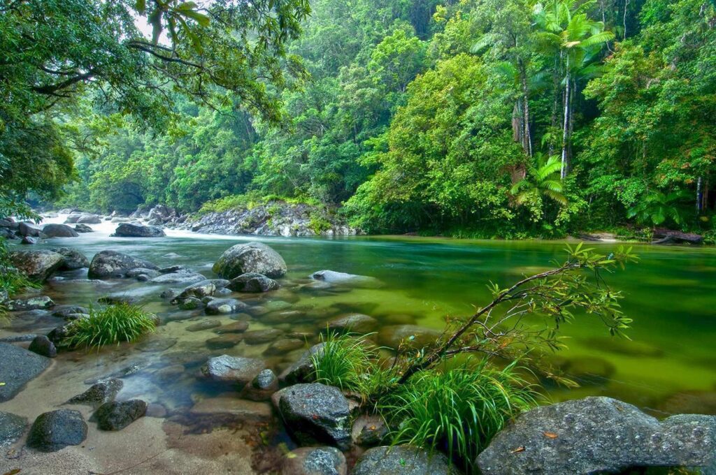The Daintree Rainforest is over 135 million years old! This makes it the oldest tropical lowland rainforest on Earth!